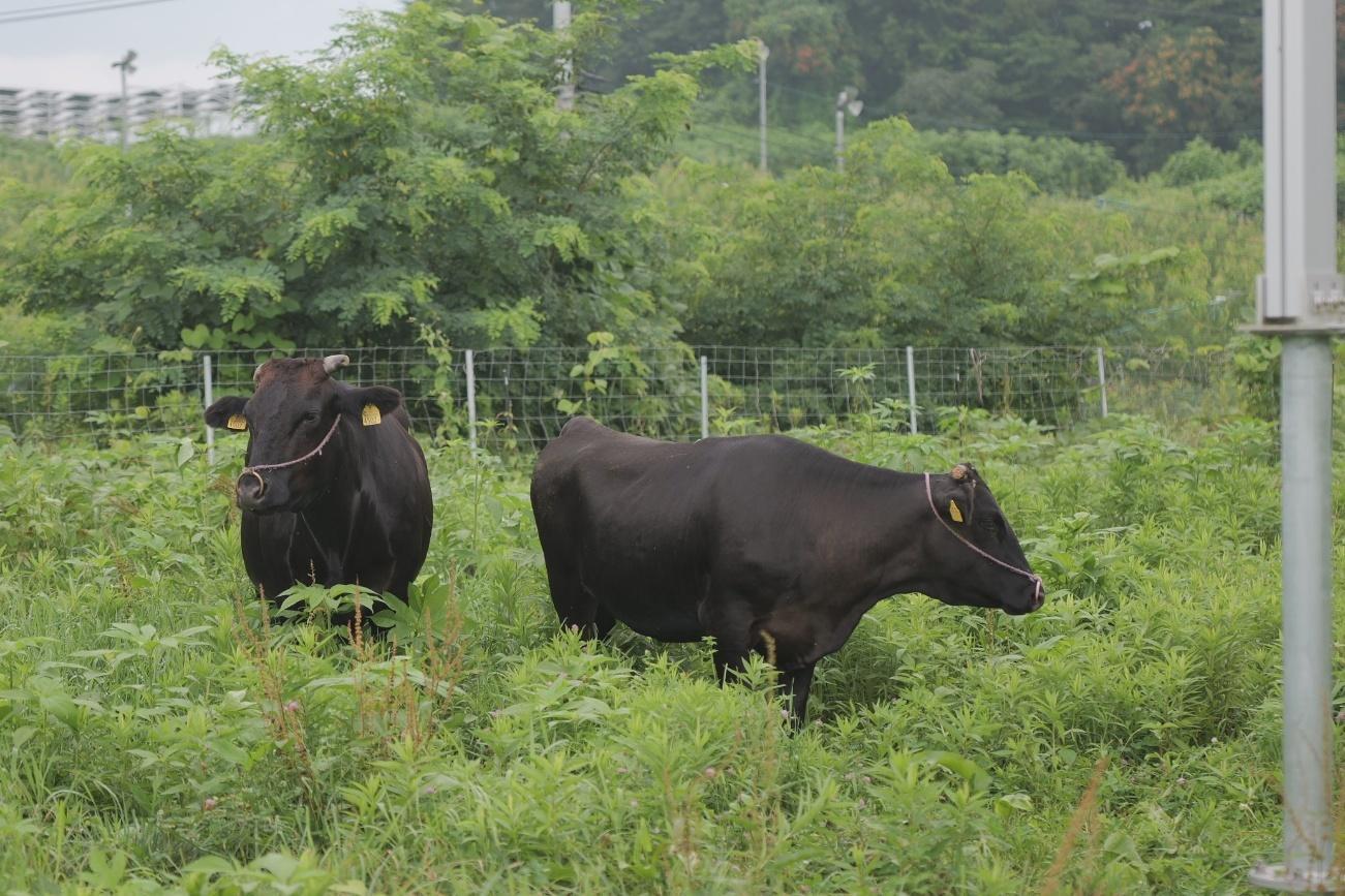 福島県矢吹町でパネル周辺の牧草地を自由に歩き回る牛たち