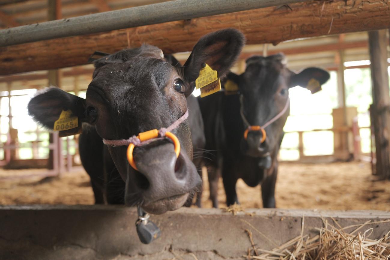 村形さんが開発した哺乳用ミルクを飲んで育つ子牛
